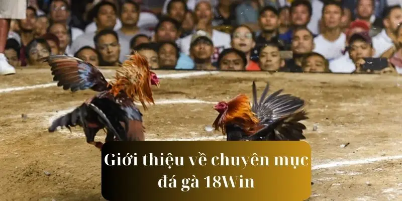 Một số nét giới thiệu sơ lược về đá gà 18Win